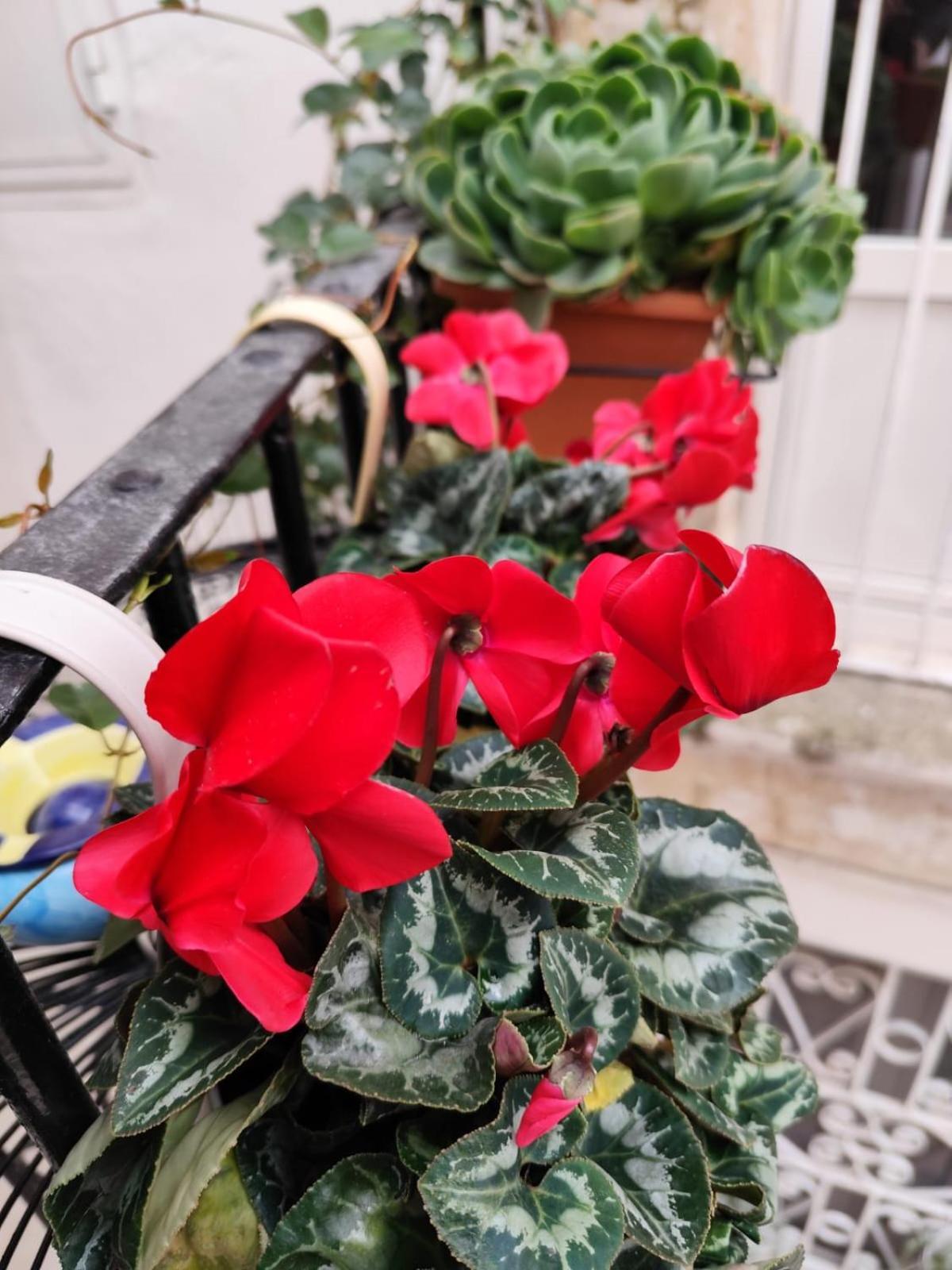 Le Mie Meraviglie Martina Franca Dış mekan fotoğraf